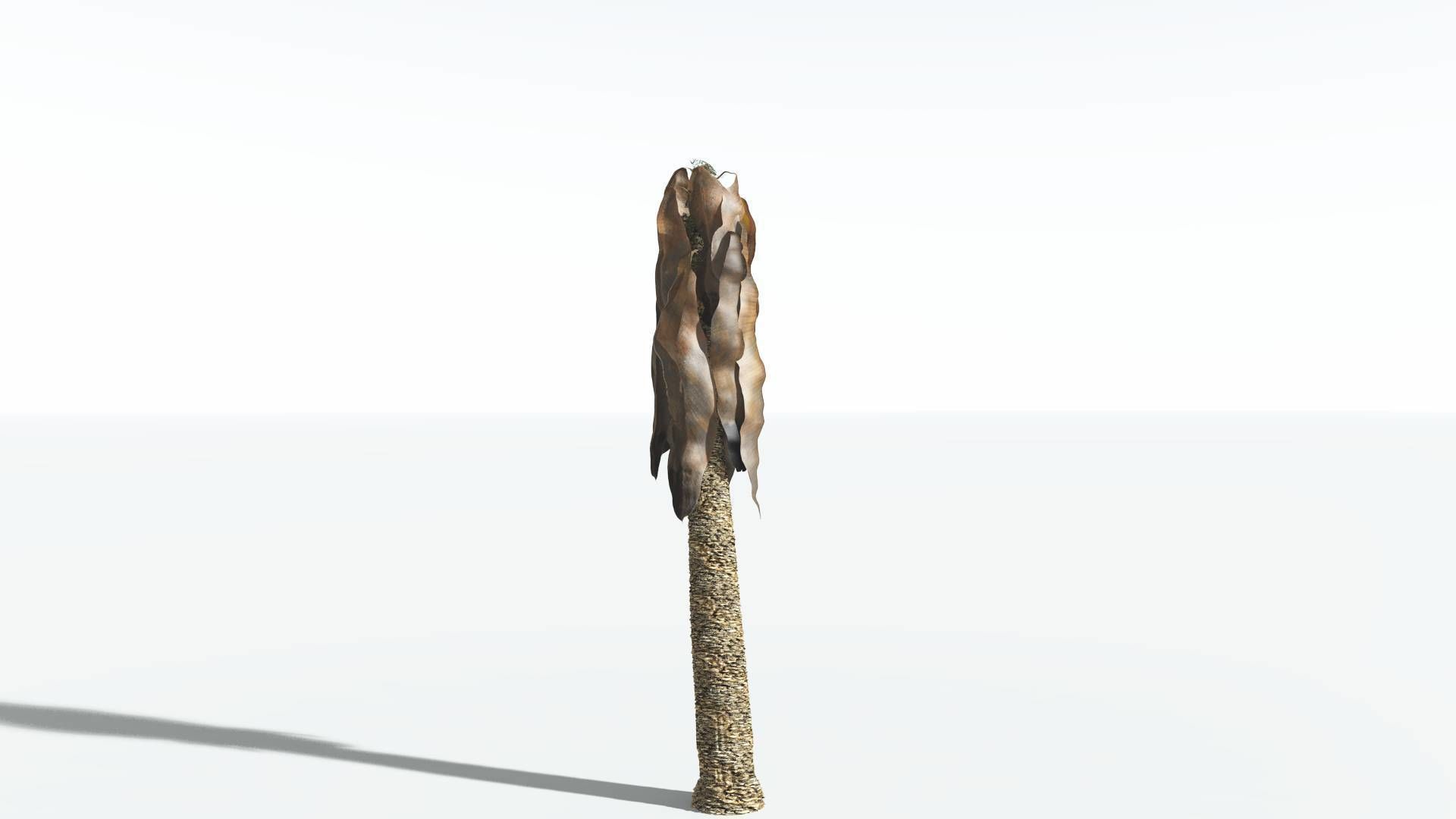 EVERYPlant Bjuvia Cycad 2 --12 Models-- 3D model_10