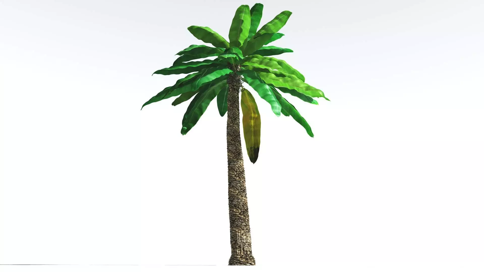 EVERYPlant Bjuvia Cycad 2 --12 Models-- 3D model_0