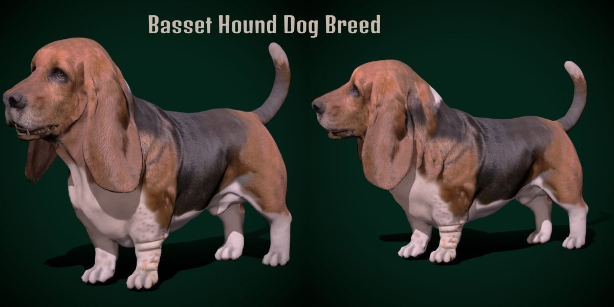 Basset Hound Dog Breed  3D model_2