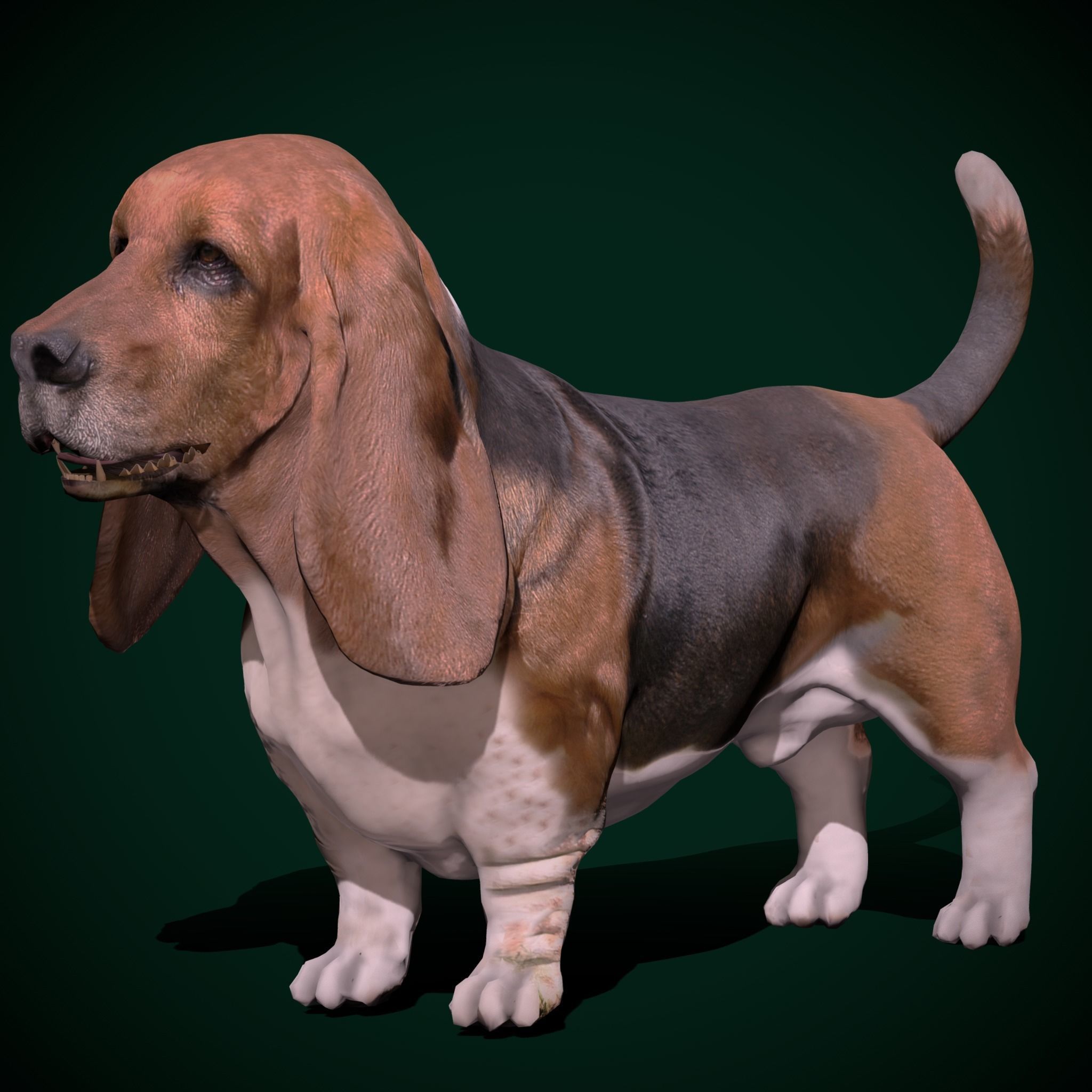 Basset Hound Dog Breed  3D model_11