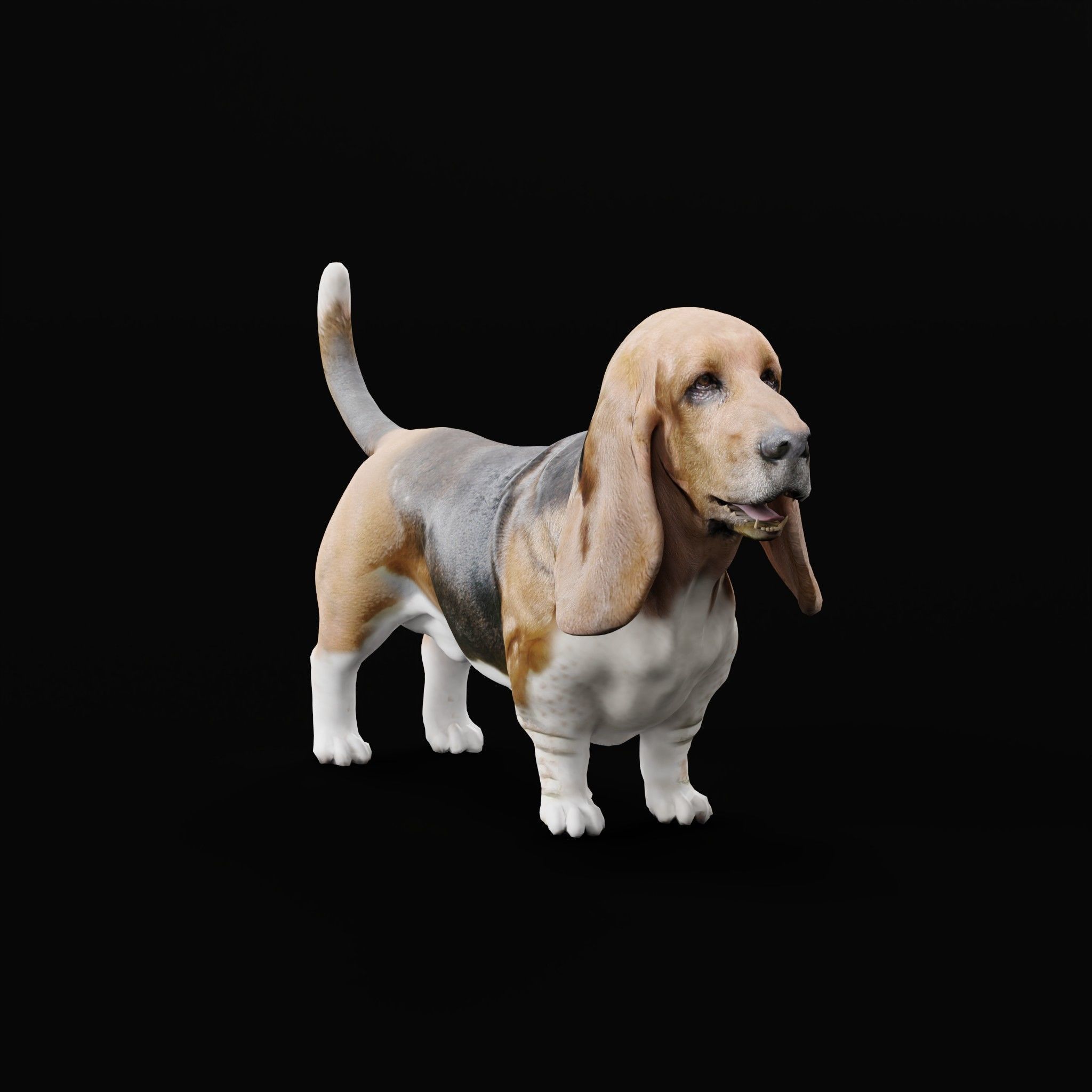 Basset Hound Dog Breed  3D model_25