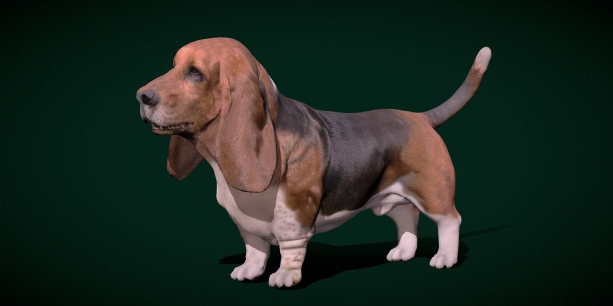 Basset Hound Dog Breed  3D model_12