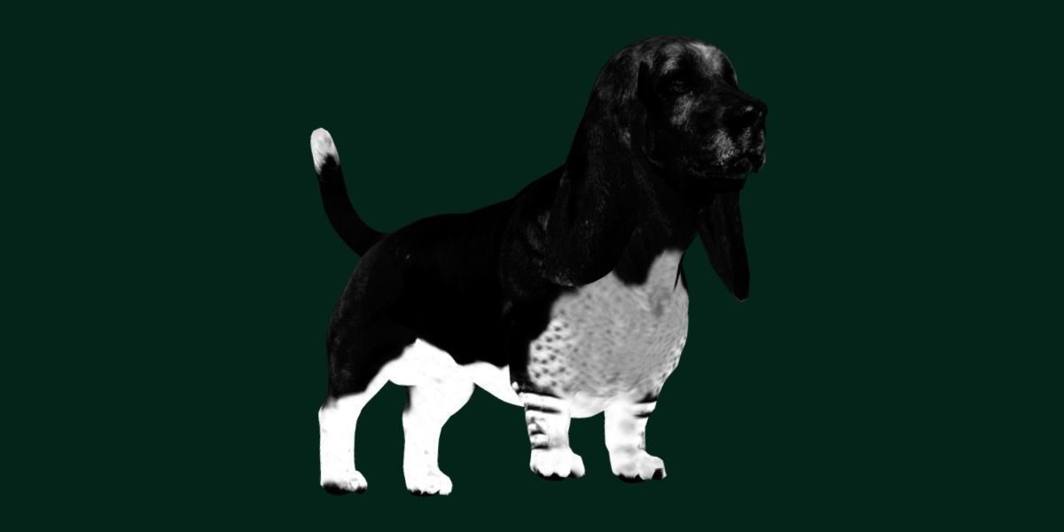 Basset Hound Dog Breed  3D model_3