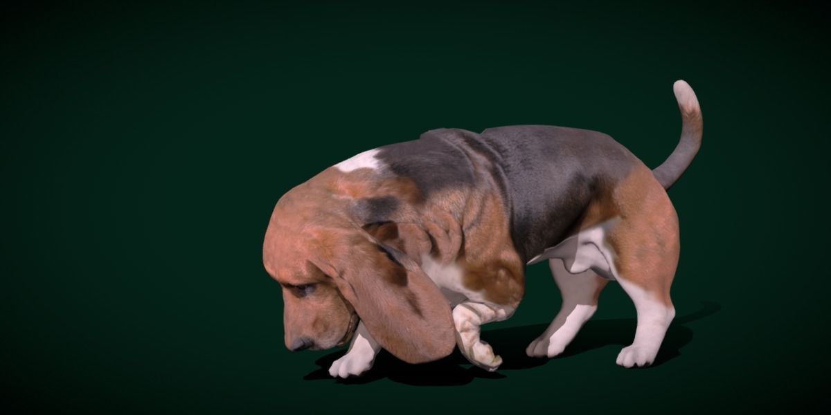 Basset Hound Dog Breed  3D model_13