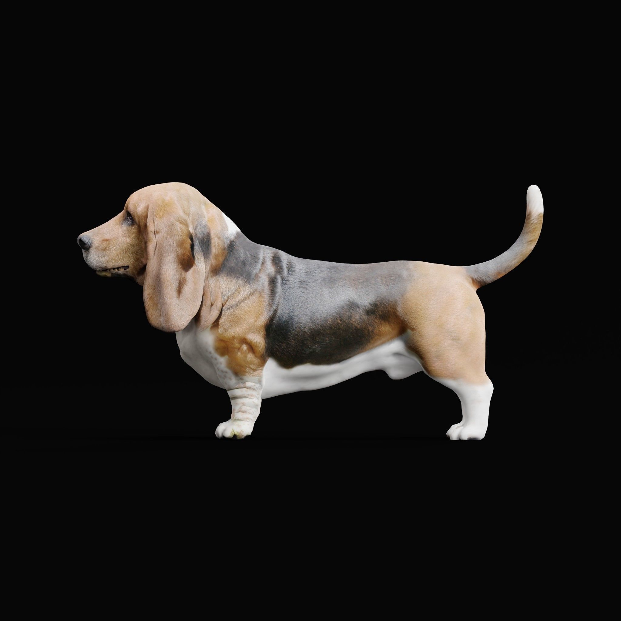 Basset Hound Dog Breed  3D model_23