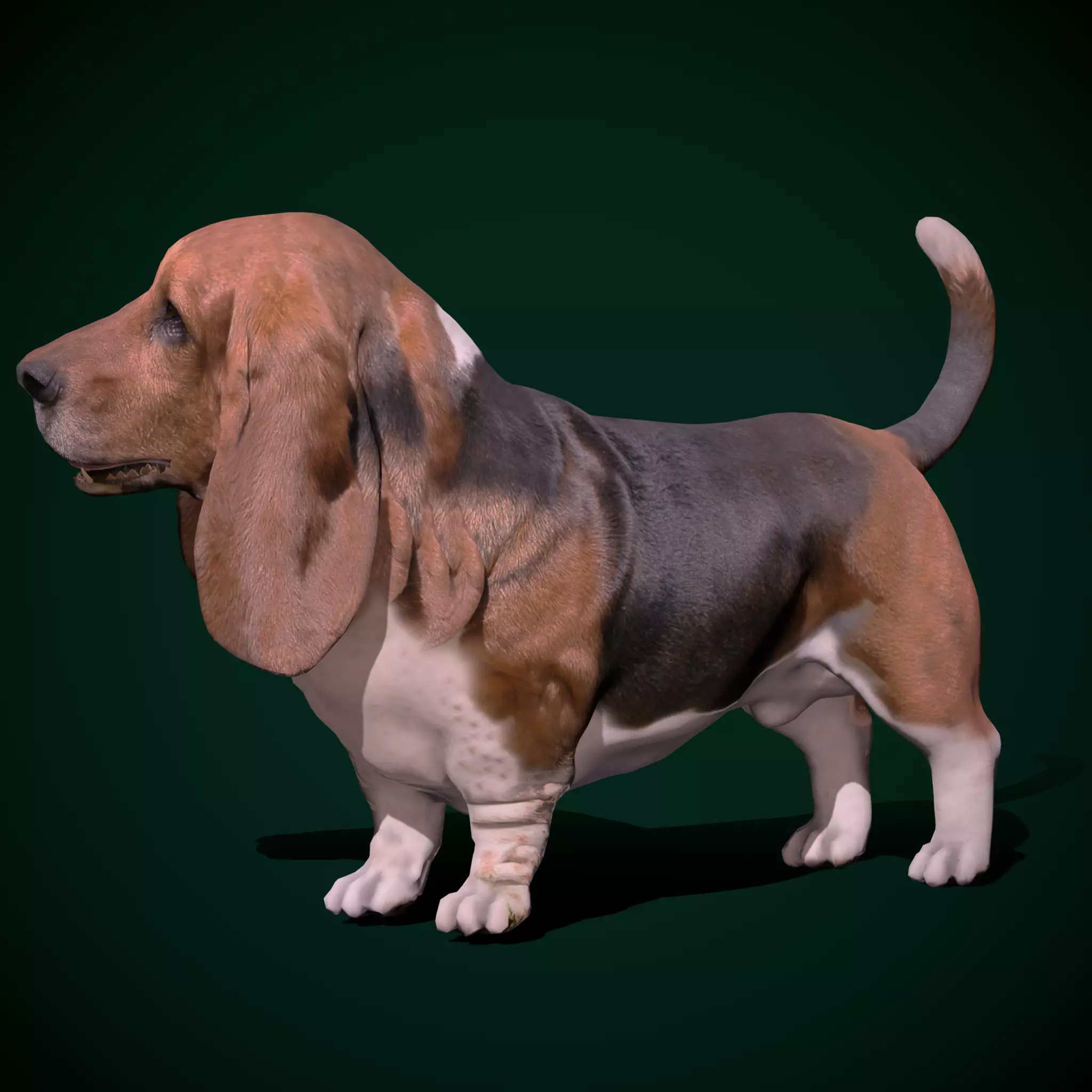 Basset Hound Dog Breed  3D model_0