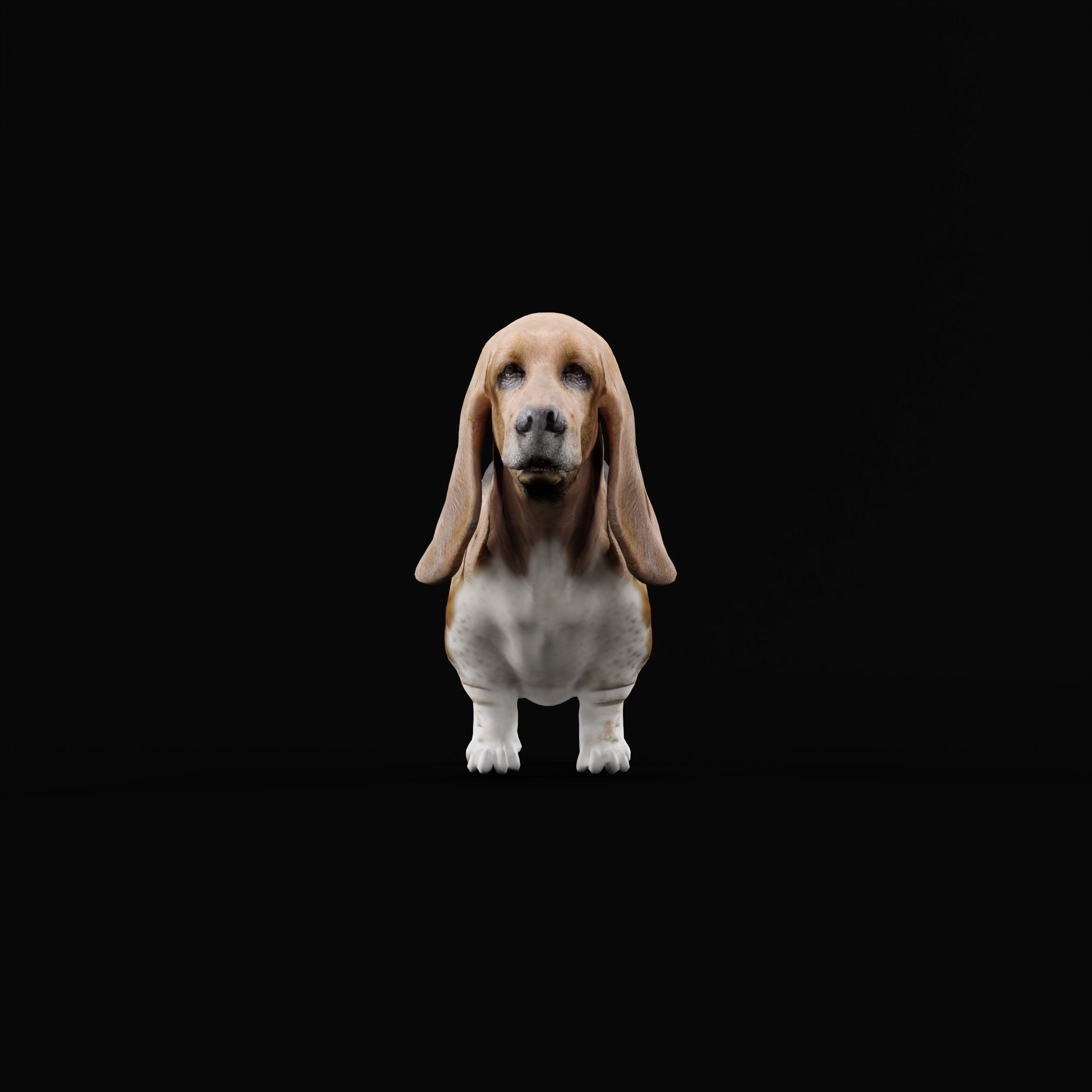 Basset Hound Dog Breed  3D model_22