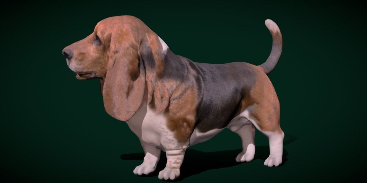 Basset Hound Dog Breed  3D model_20