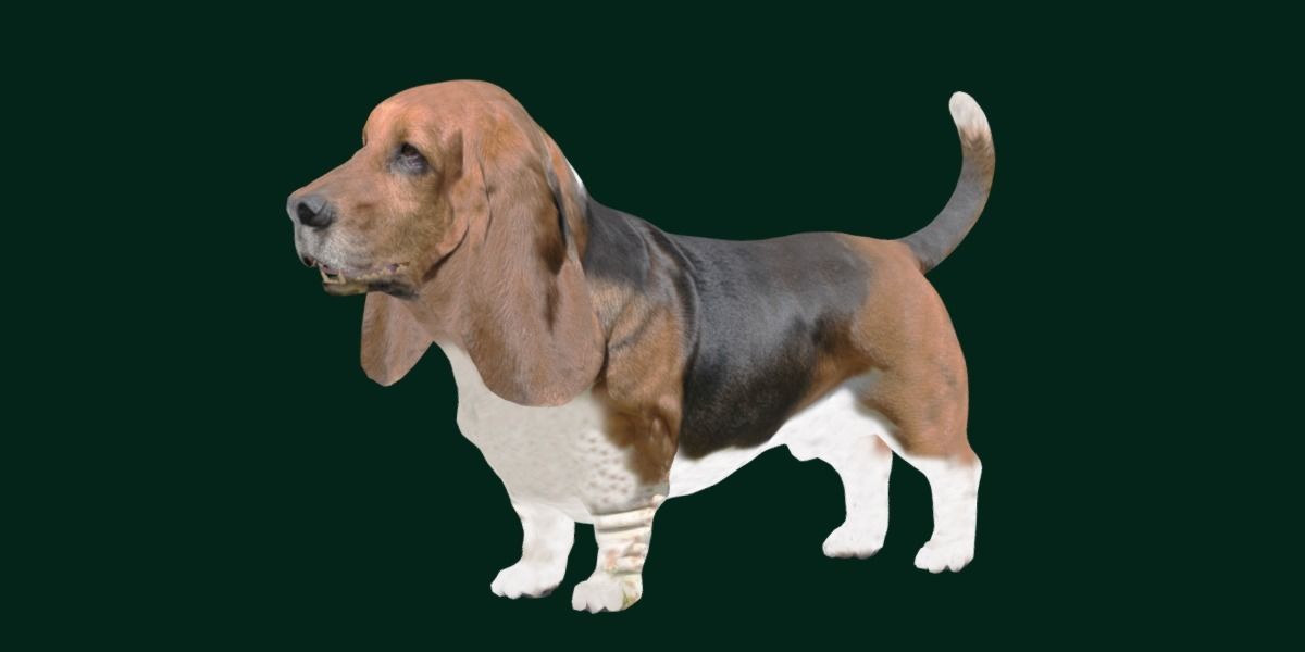 Basset Hound Dog Breed  3D model_16