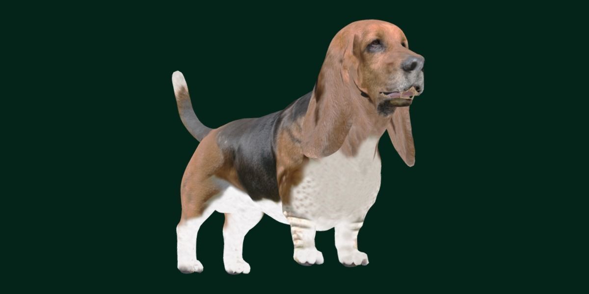 Basset Hound Dog Breed  3D model_17