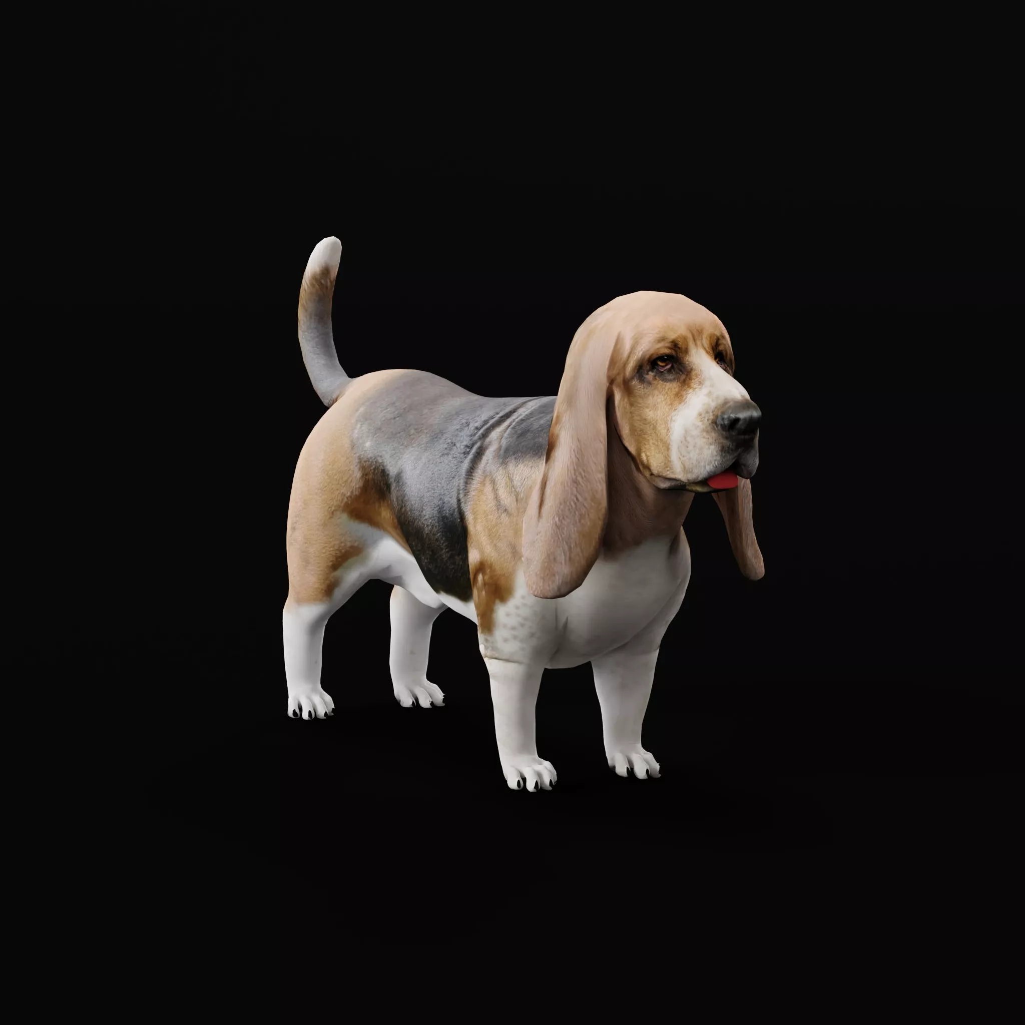 Basset Hound Dog Breed Low-poly 3D model