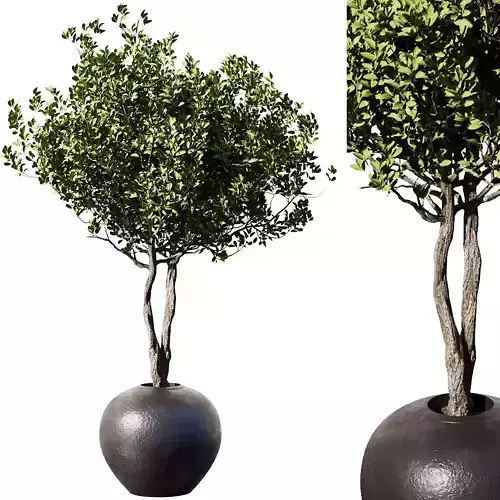 Indoor Plant Set57 - Olive pot