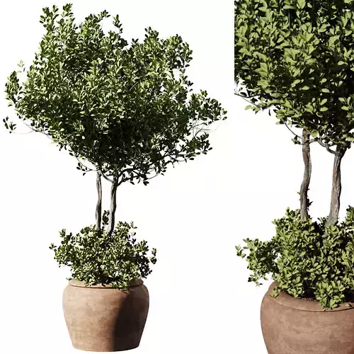 Outdoor Plant Set58 - olive in pot