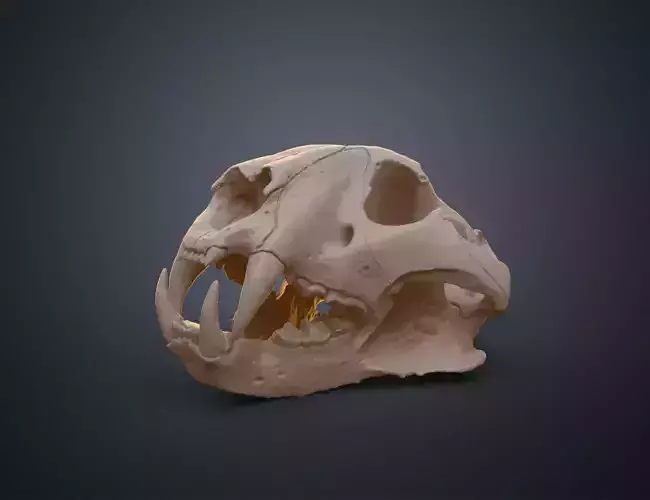 Tiger Skull Panthera Tigris Tigris realistic scan 3D print model