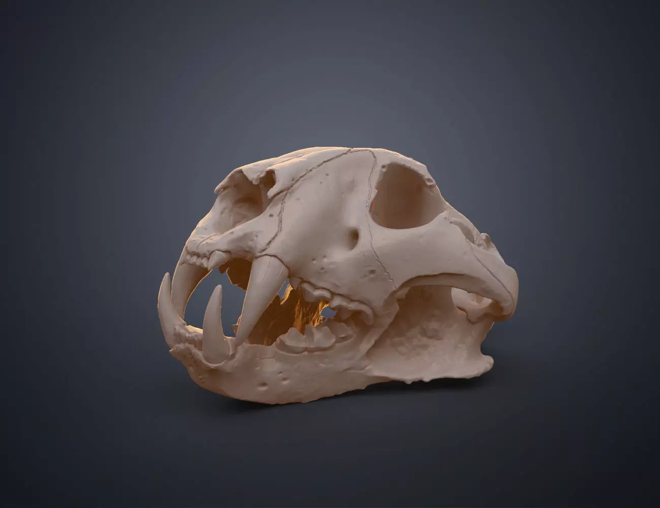 Tiger Skull Panthera Tigris Tigris realistic scan 3D print model_0
