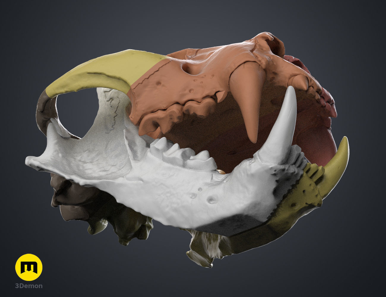 Tiger Skull Panthera Tigris Tigris realistic scan 3D print model_1