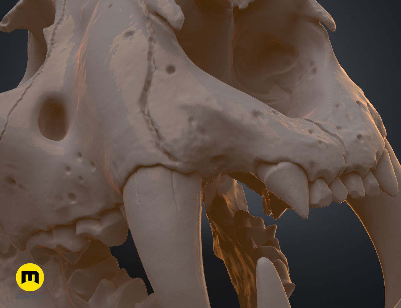 Tiger Skull Panthera Tigris Tigris realistic scan 3D print model_4