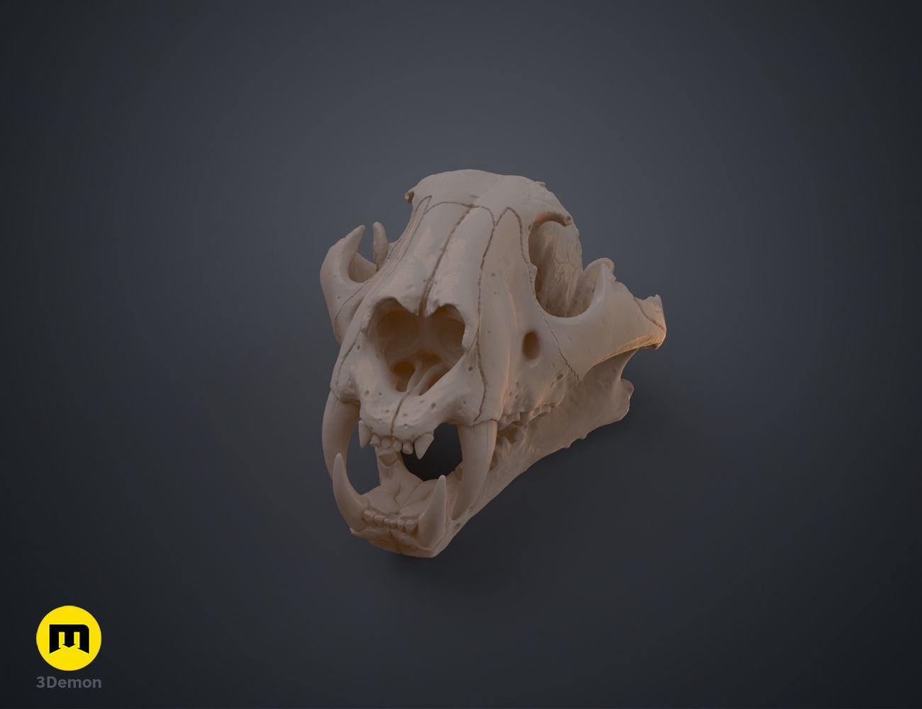 Tiger Skull Panthera Tigris Tigris realistic scan 3D print model_2