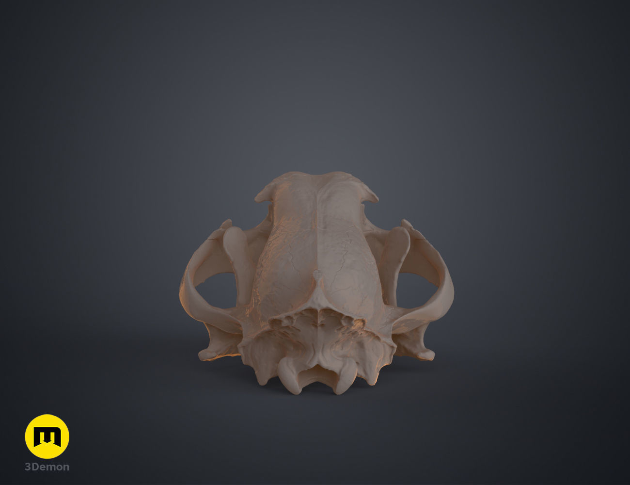 Tiger Skull Panthera Tigris Tigris realistic scan 3D print model_8