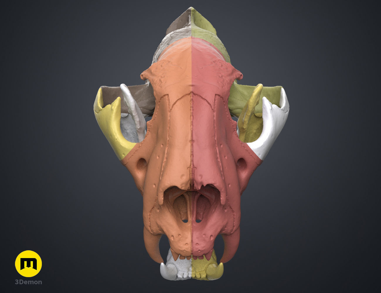 Tiger Skull Panthera Tigris Tigris realistic scan 3D print model_6