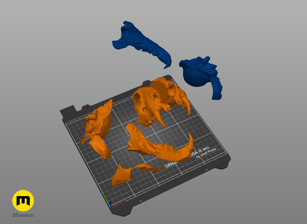 Tiger Skull Panthera Tigris Tigris realistic scan 3D print model_7