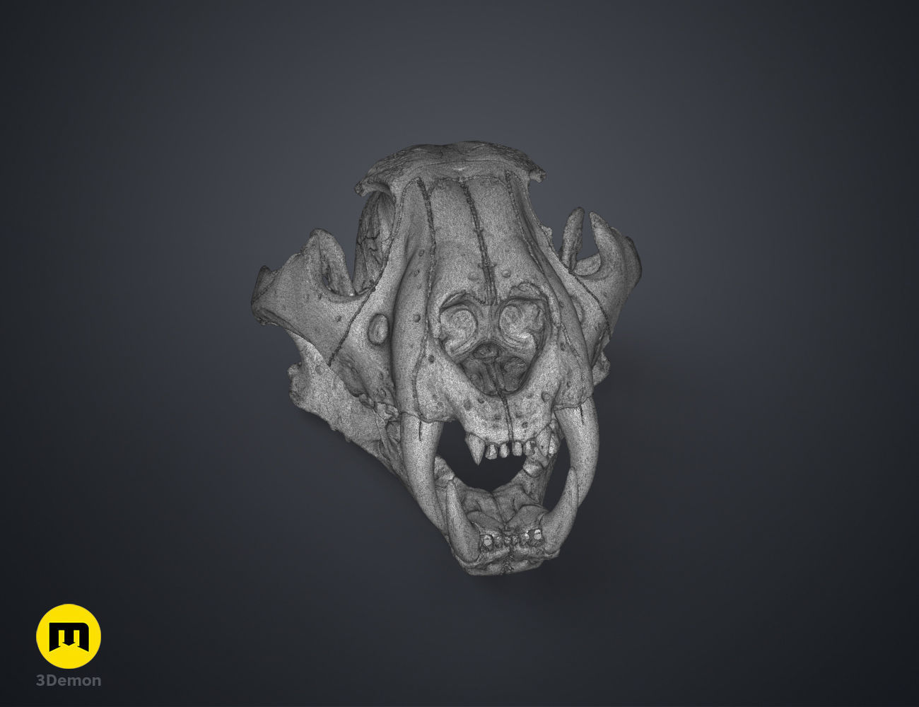 Tiger Skull Panthera Tigris Tigris realistic scan 3D print model_10