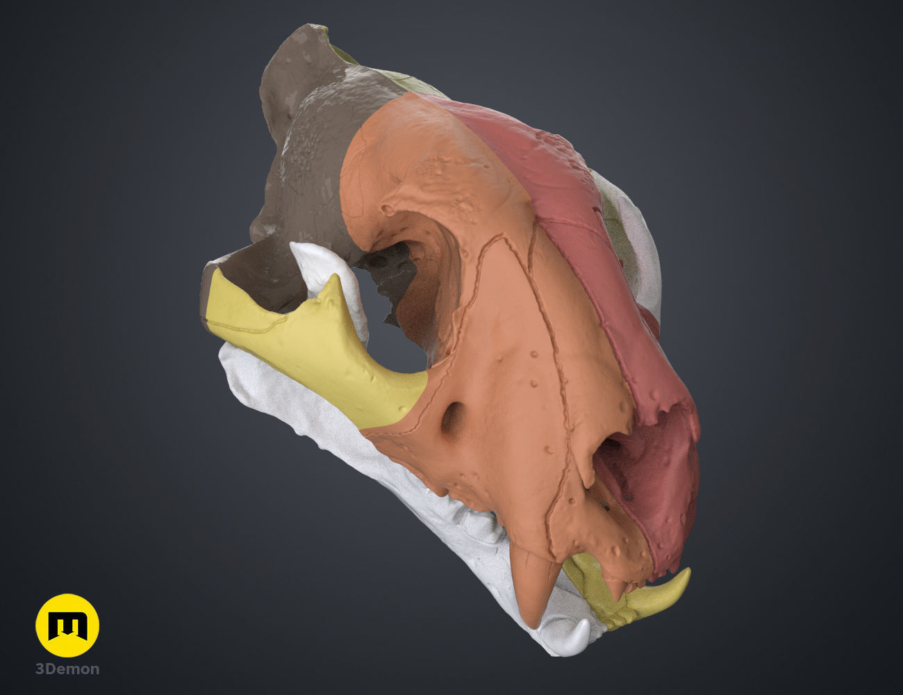 Tiger Skull Panthera Tigris Tigris realistic scan 3D print model_3