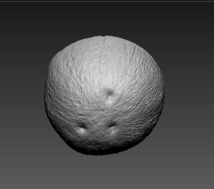 BROWN COCONUT- HIGH DETAIL - 3MF MULTICOLOR 3D print model_3