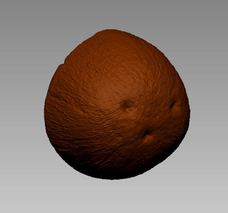 BROWN COCONUT- HIGH DETAIL - 3MF MULTICOLOR 3D print model_2