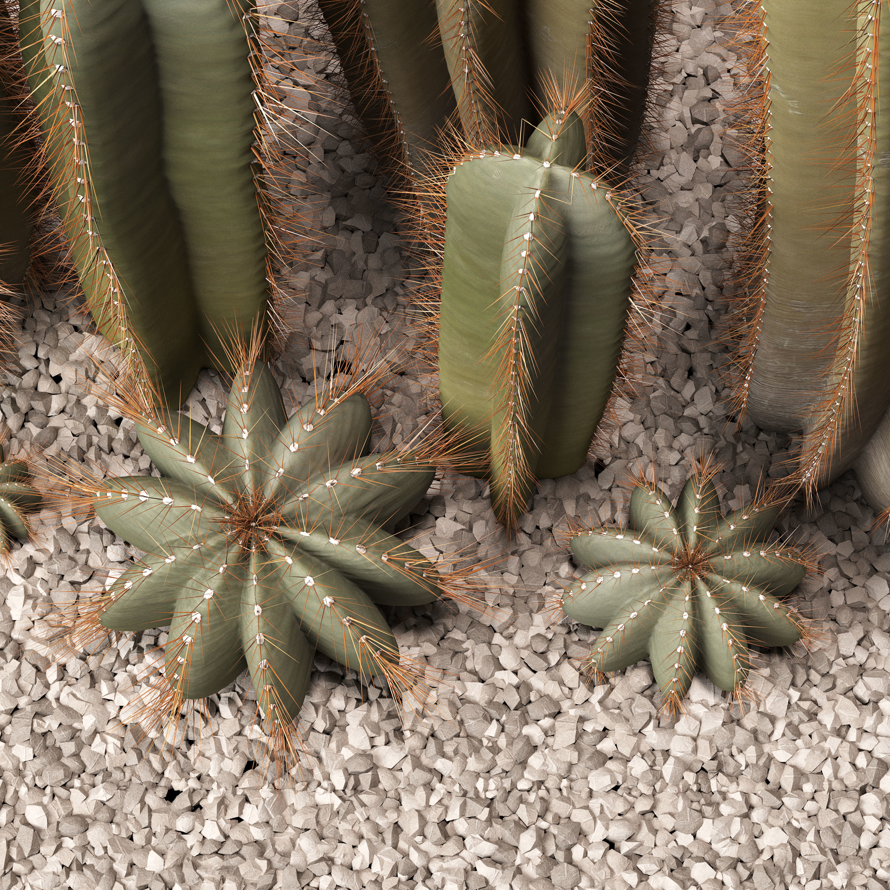 Cactus set 01 3D model_4