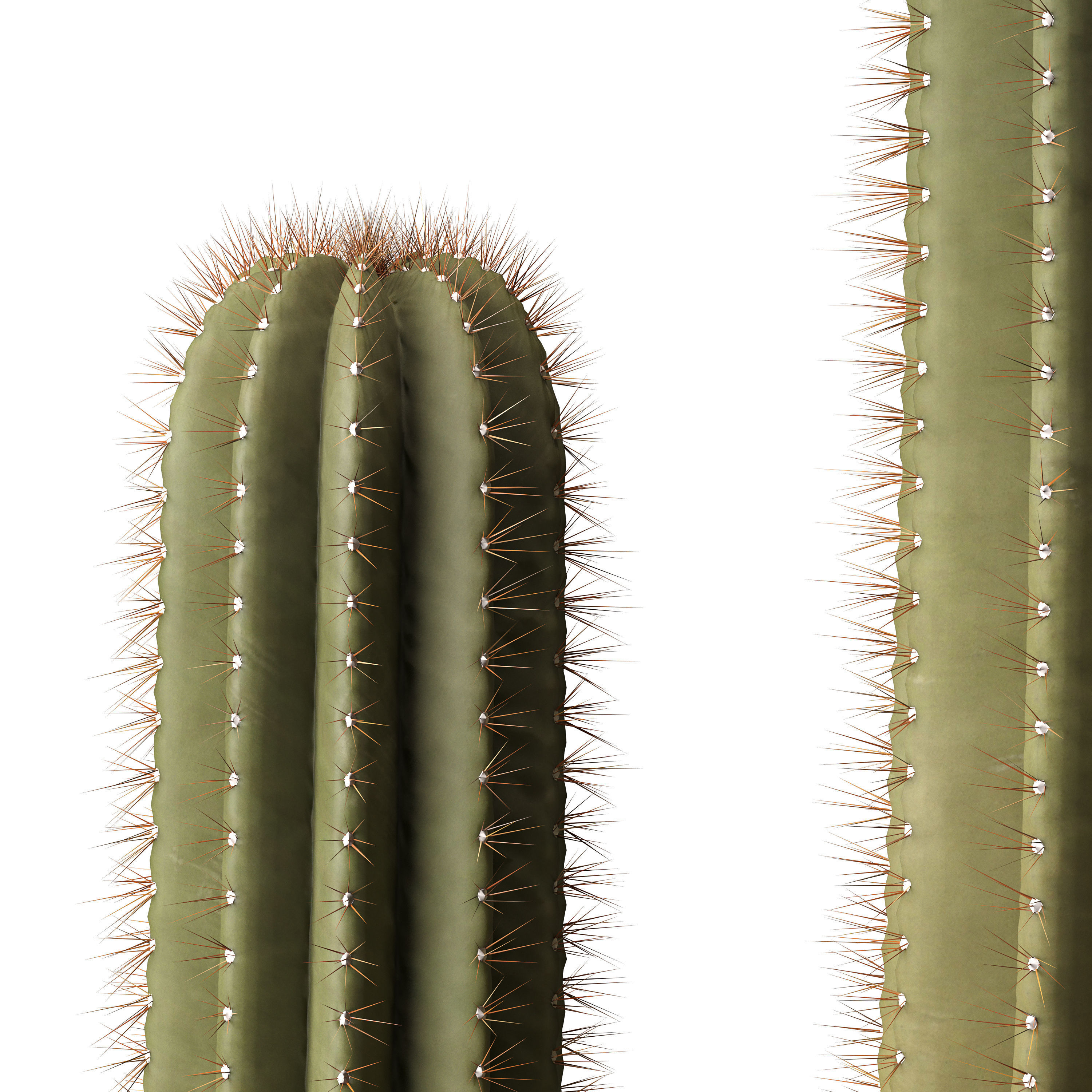Cactus set 01 3D model_3