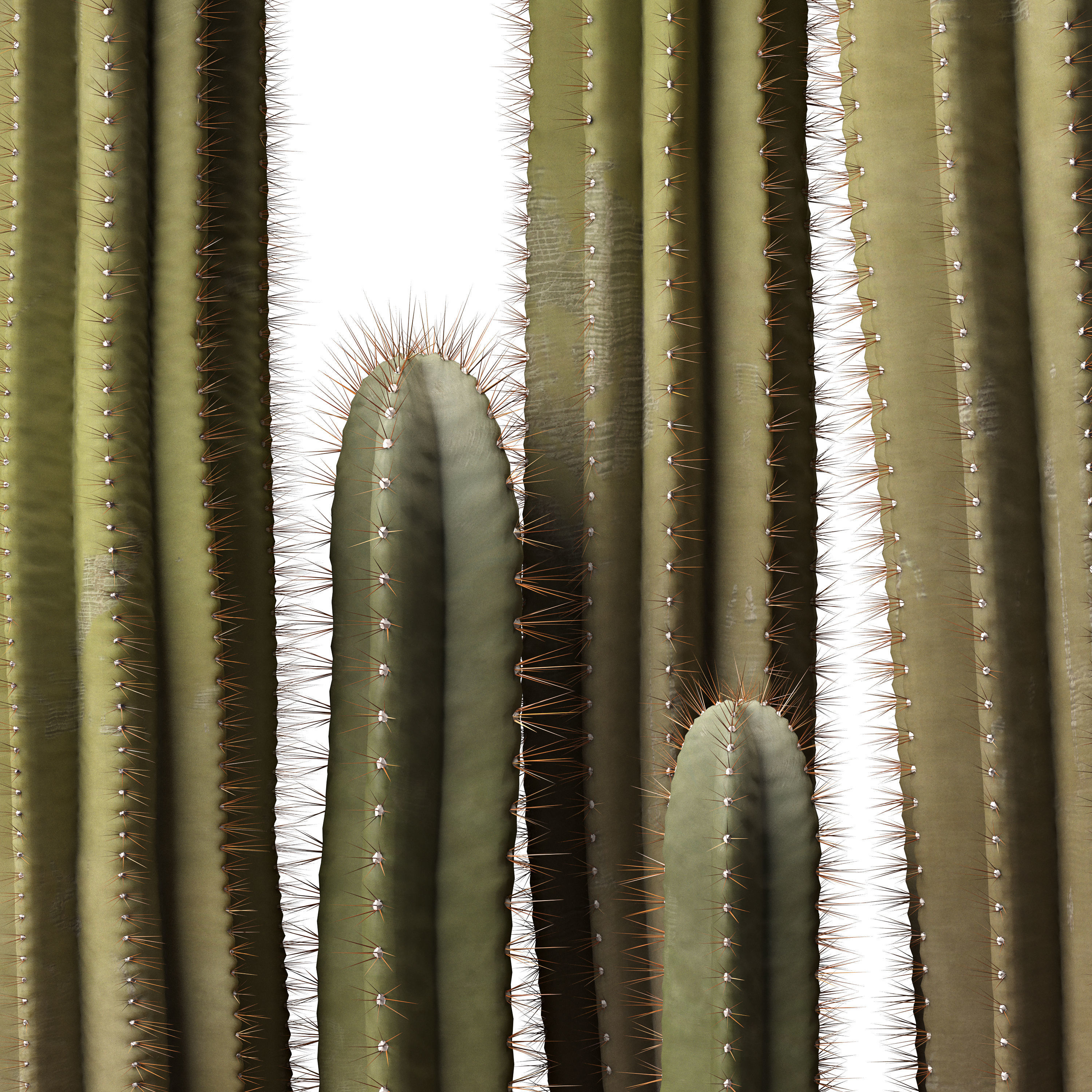 Cactus set 01 3D model_2