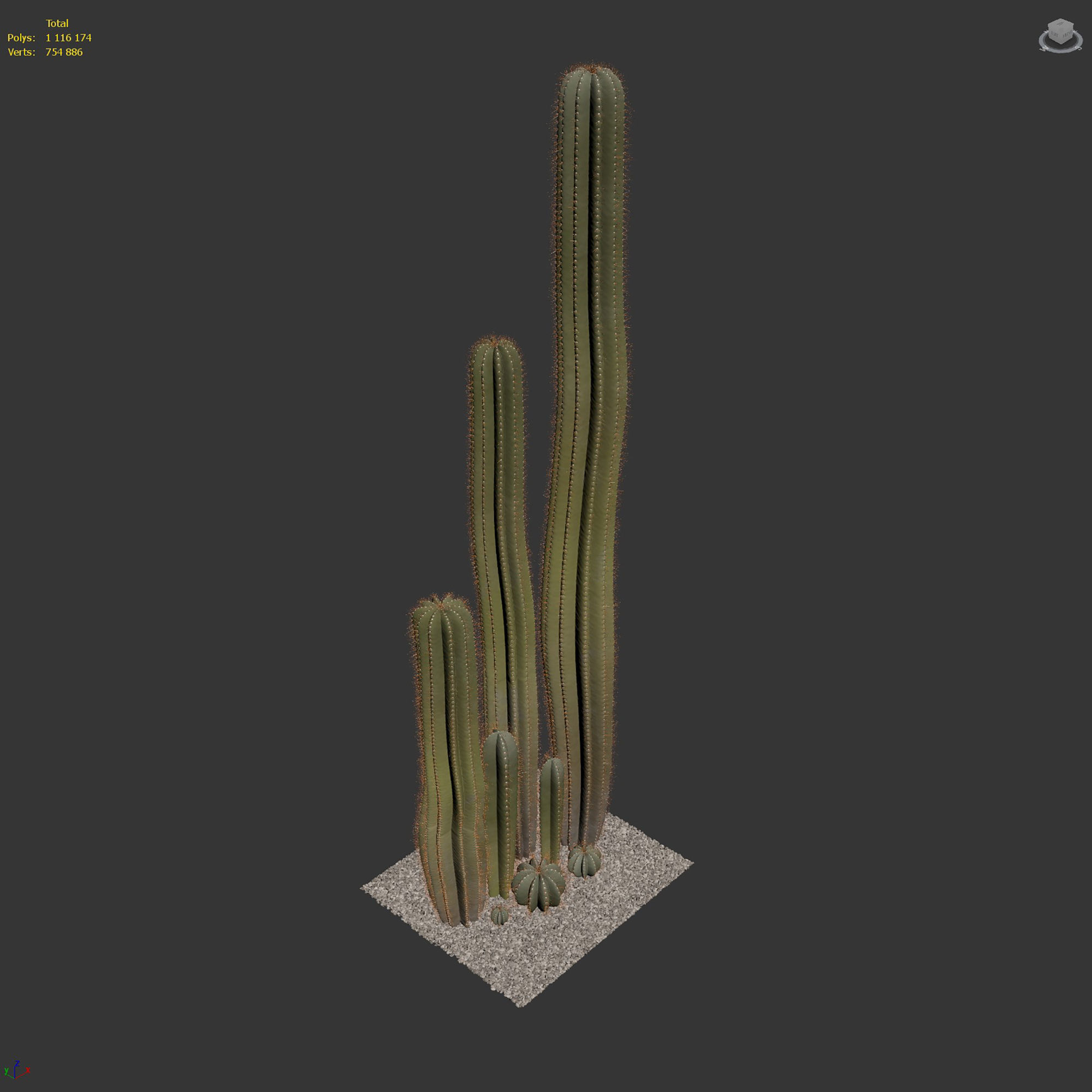 Cactus set 01 3D model_6