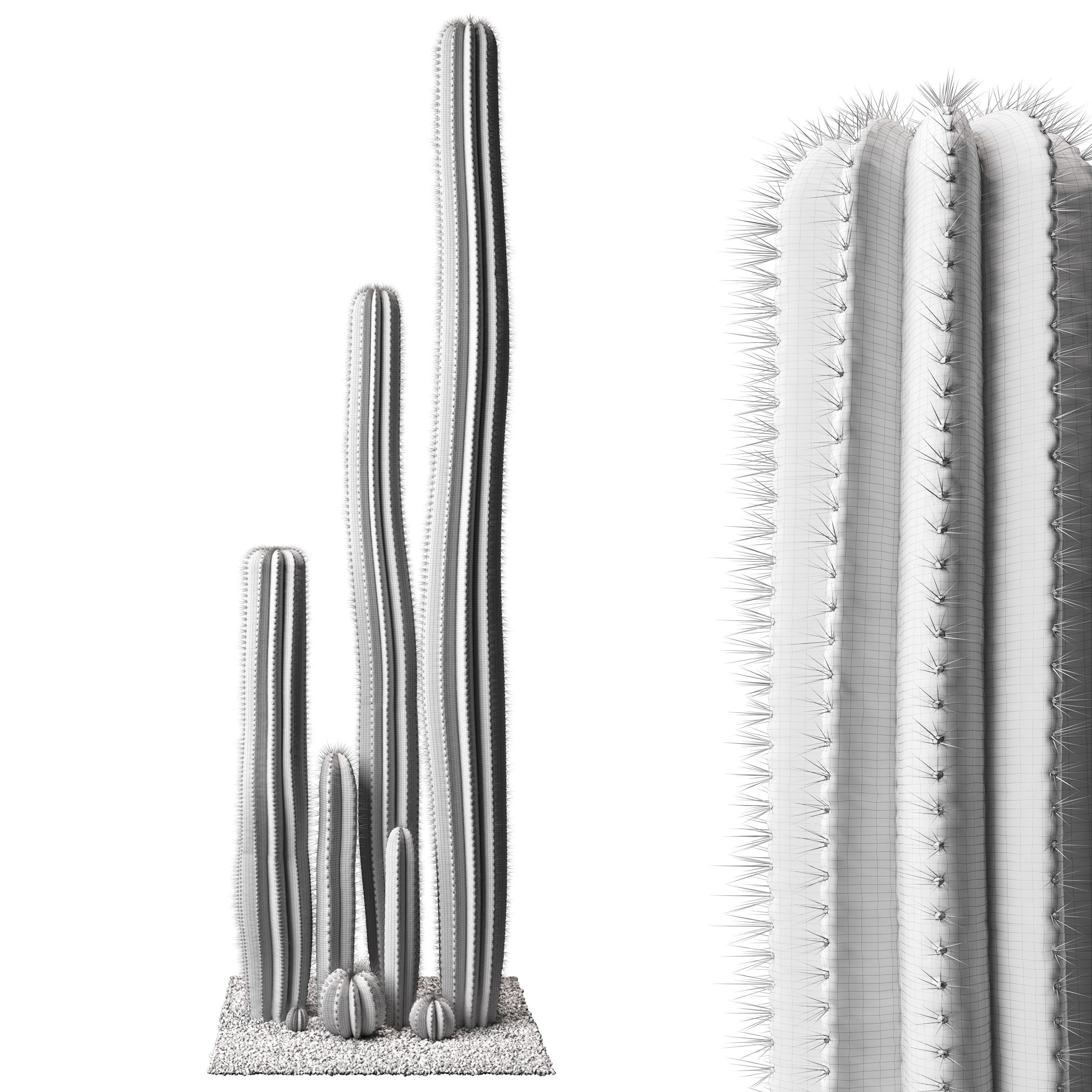 Cactus set 01 3D model_5