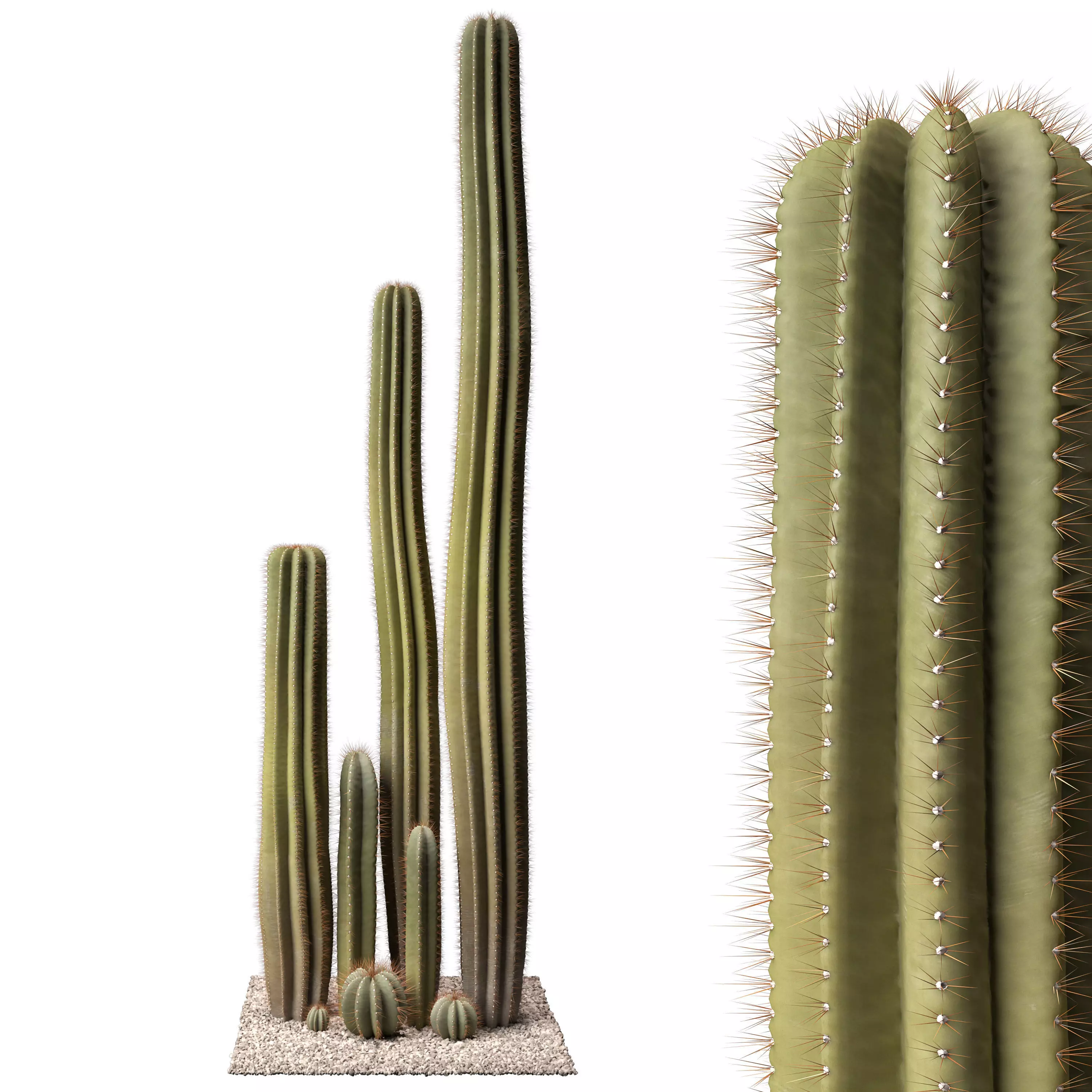 Cactus set 01 3D model_0