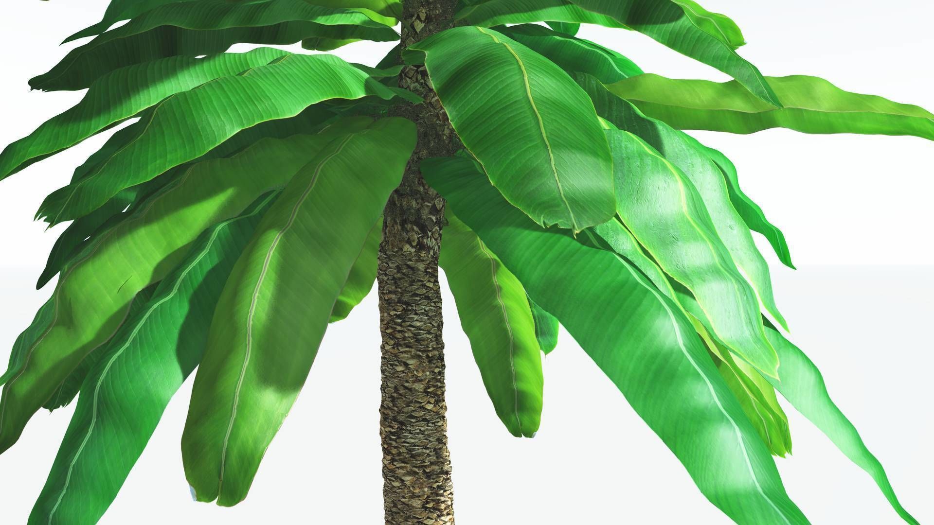 EVERYPlant Bjuvia Cycad 3 --12 Models-- 3D model_5