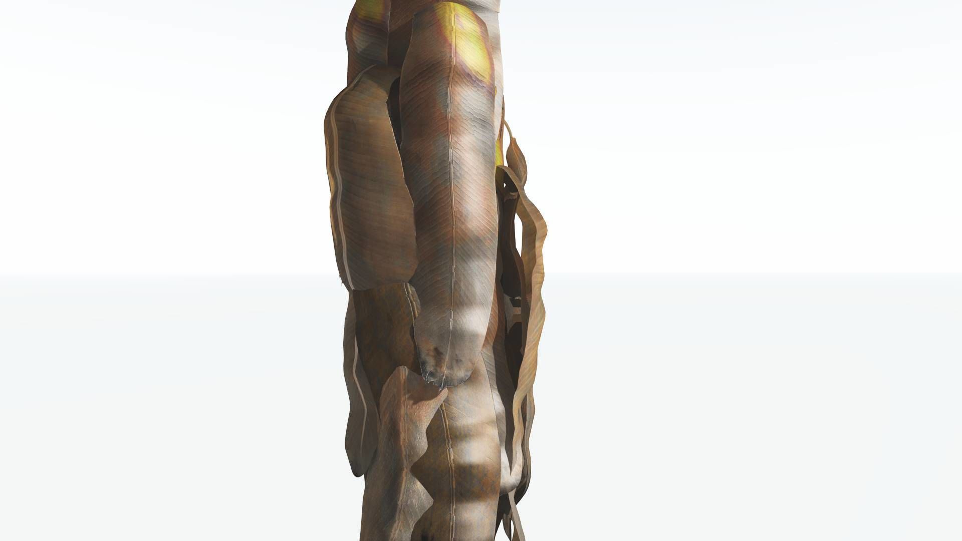 EVERYPlant Bjuvia Cycad 3 --12 Models-- 3D model_11