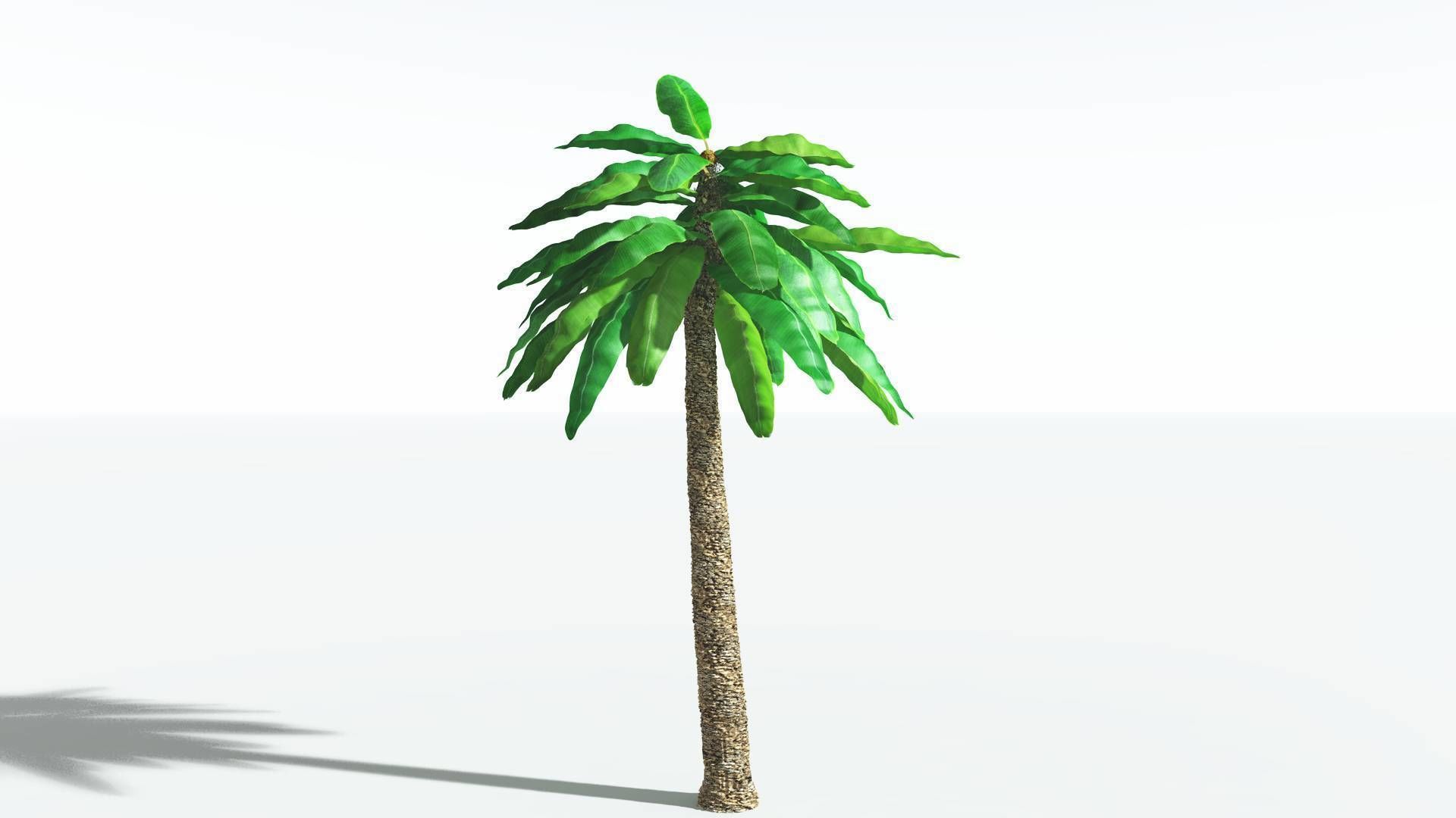 EVERYPlant Bjuvia Cycad 3 --12 Models-- 3D model_4