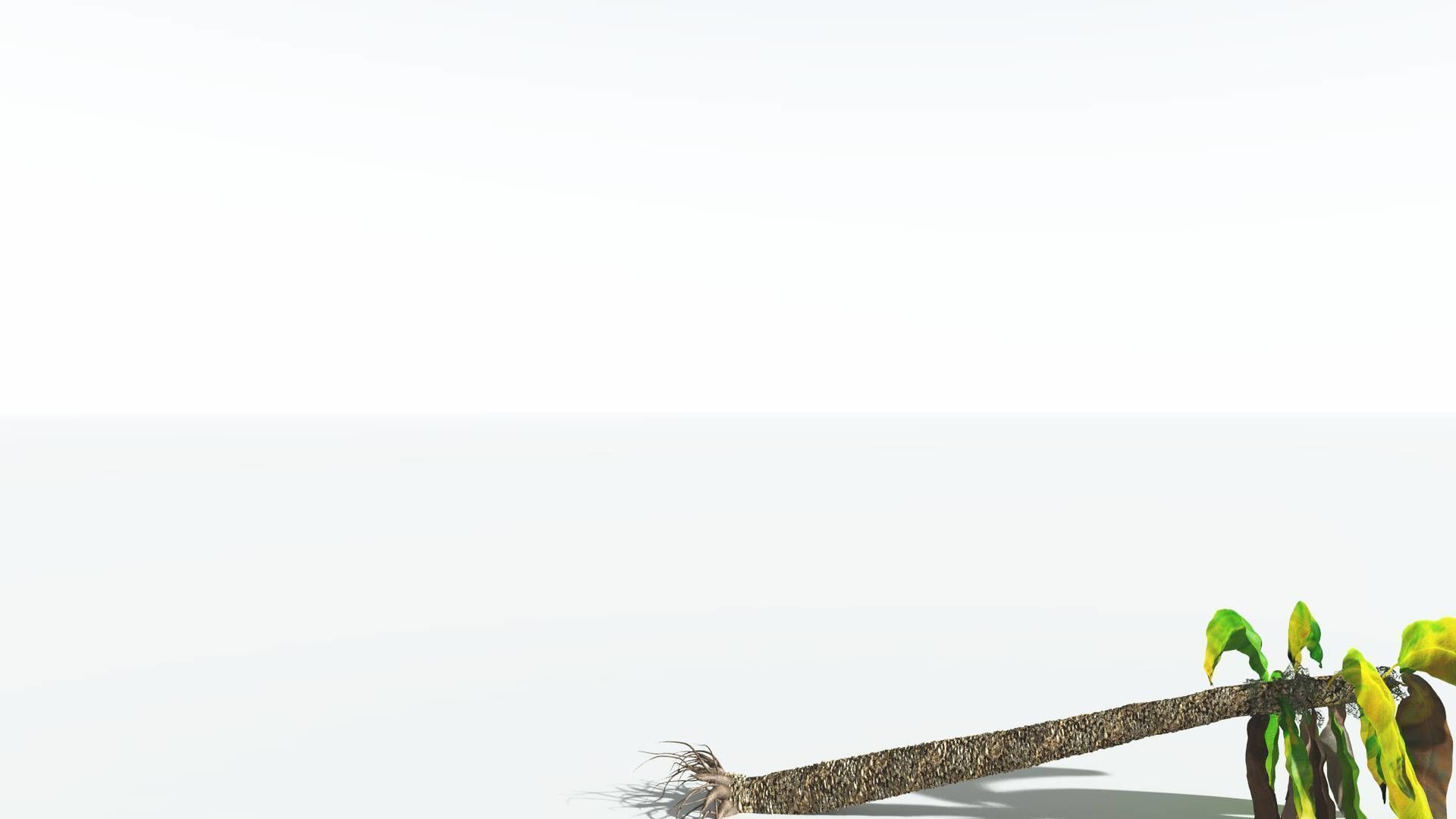 EVERYPlant Bjuvia Cycad 3 --12 Models-- 3D model_12