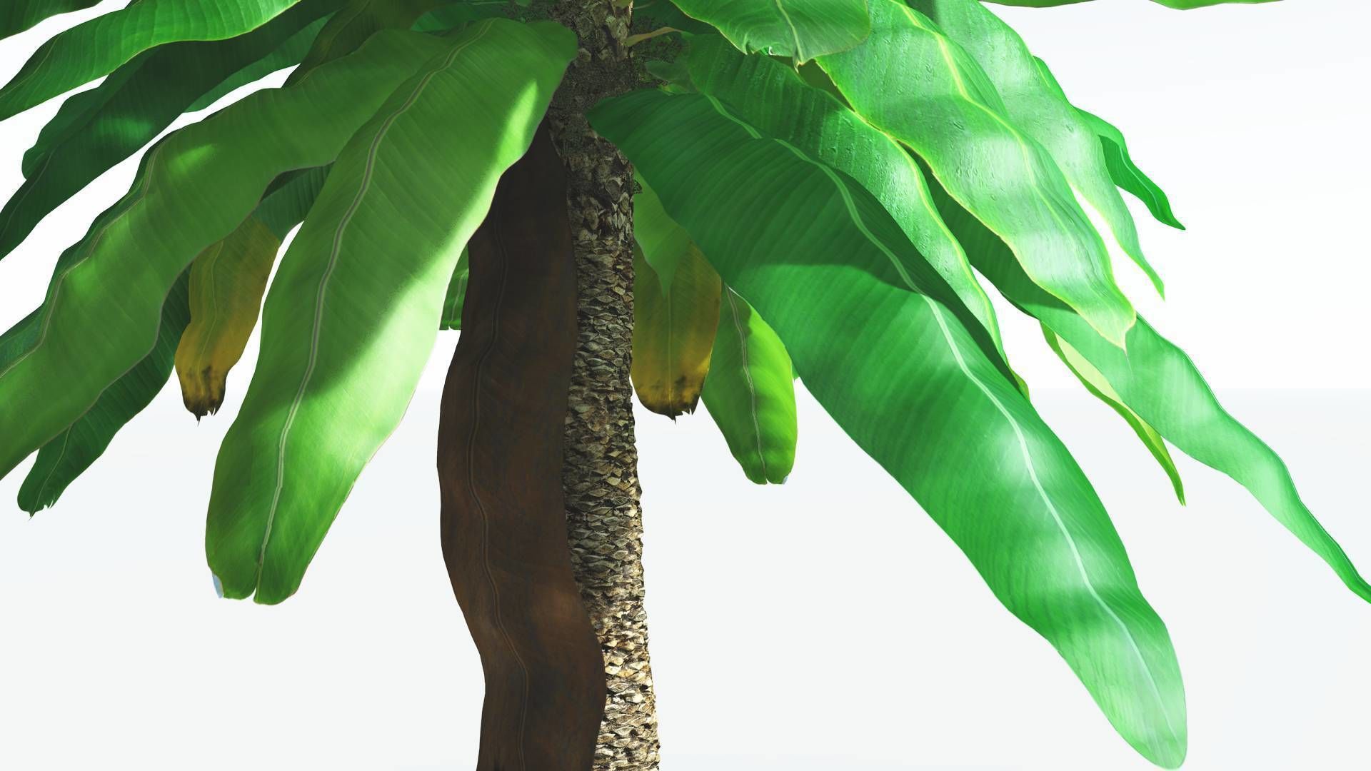EVERYPlant Bjuvia Cycad 3 --12 Models-- 3D model_15