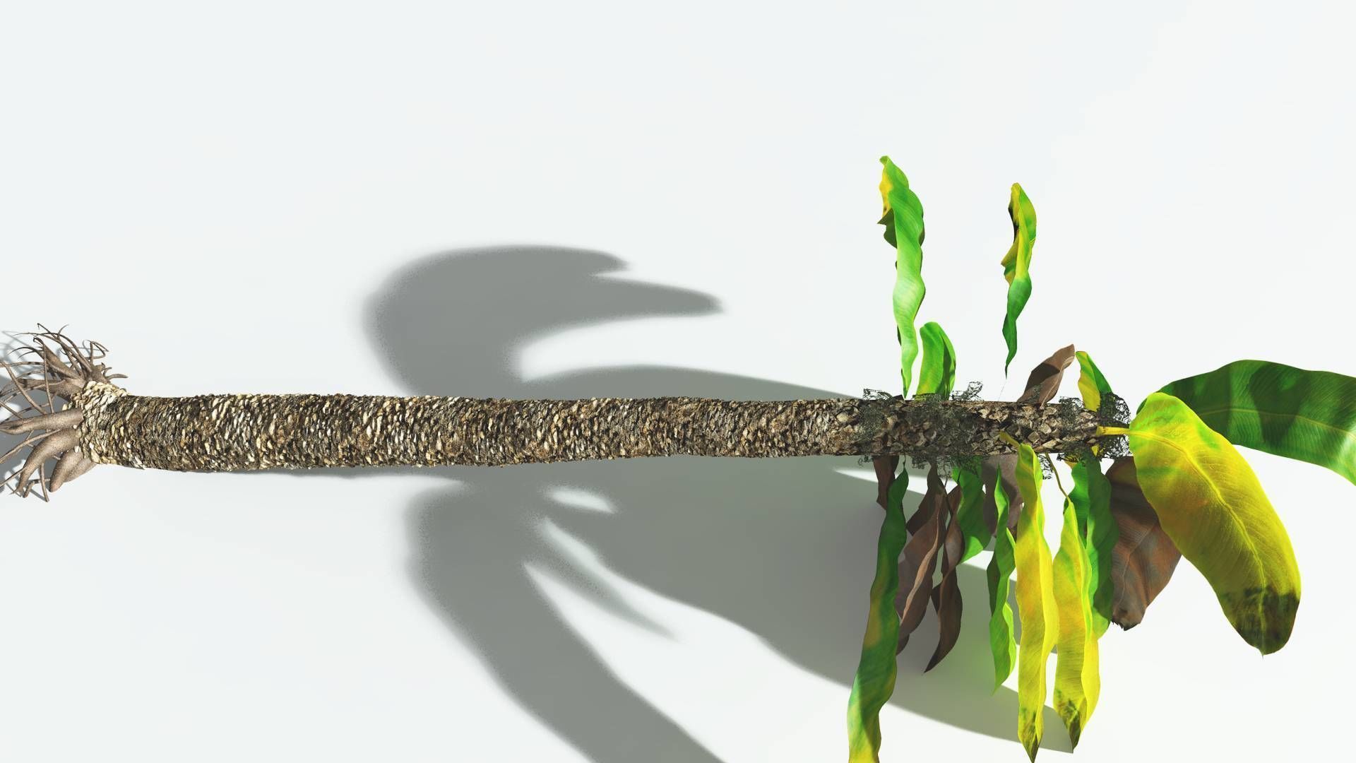 EVERYPlant Bjuvia Cycad 3 --12 Models-- 3D model_13