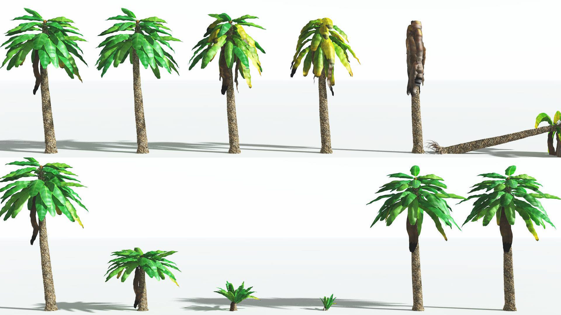 EVERYPlant Bjuvia Cycad 3 --12 Models-- 3D model_1