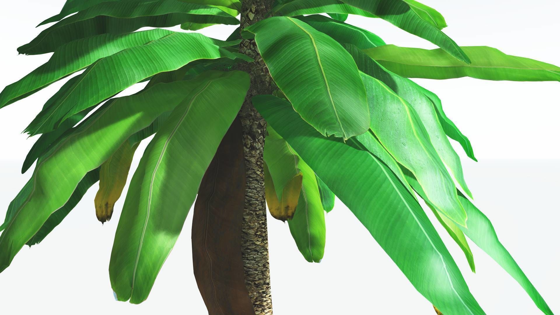 EVERYPlant Bjuvia Cycad 3 --12 Models-- 3D model_23
