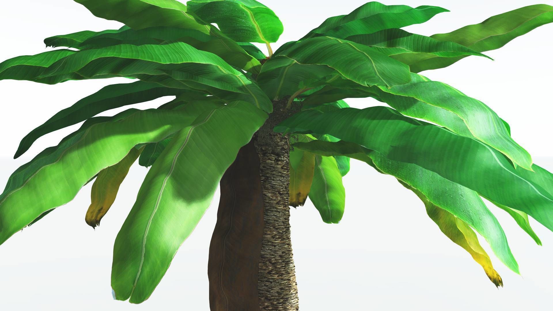 EVERYPlant Bjuvia Cycad 3 --12 Models-- 3D model_17