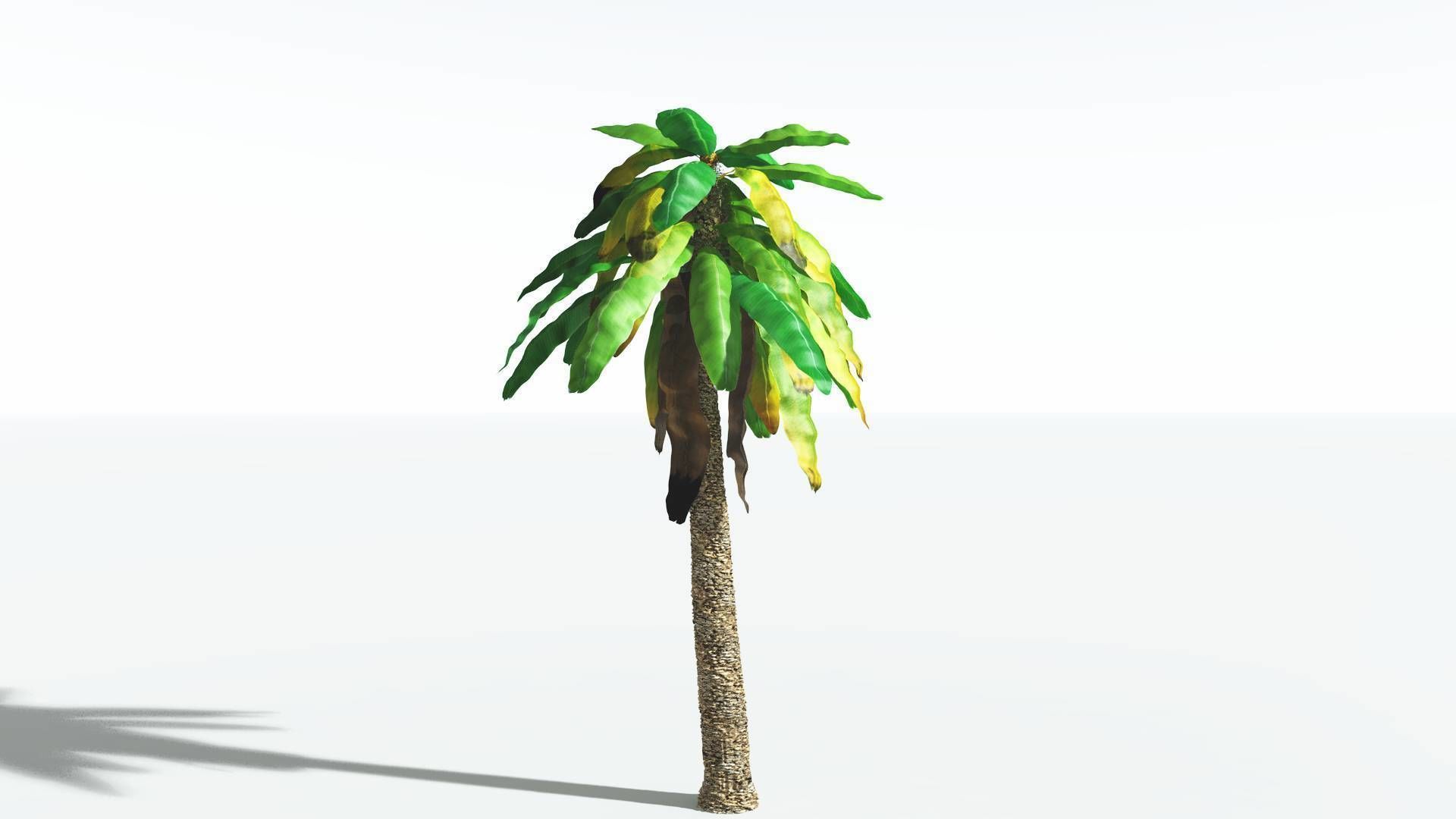 EVERYPlant Bjuvia Cycad 3 --12 Models-- 3D model_6