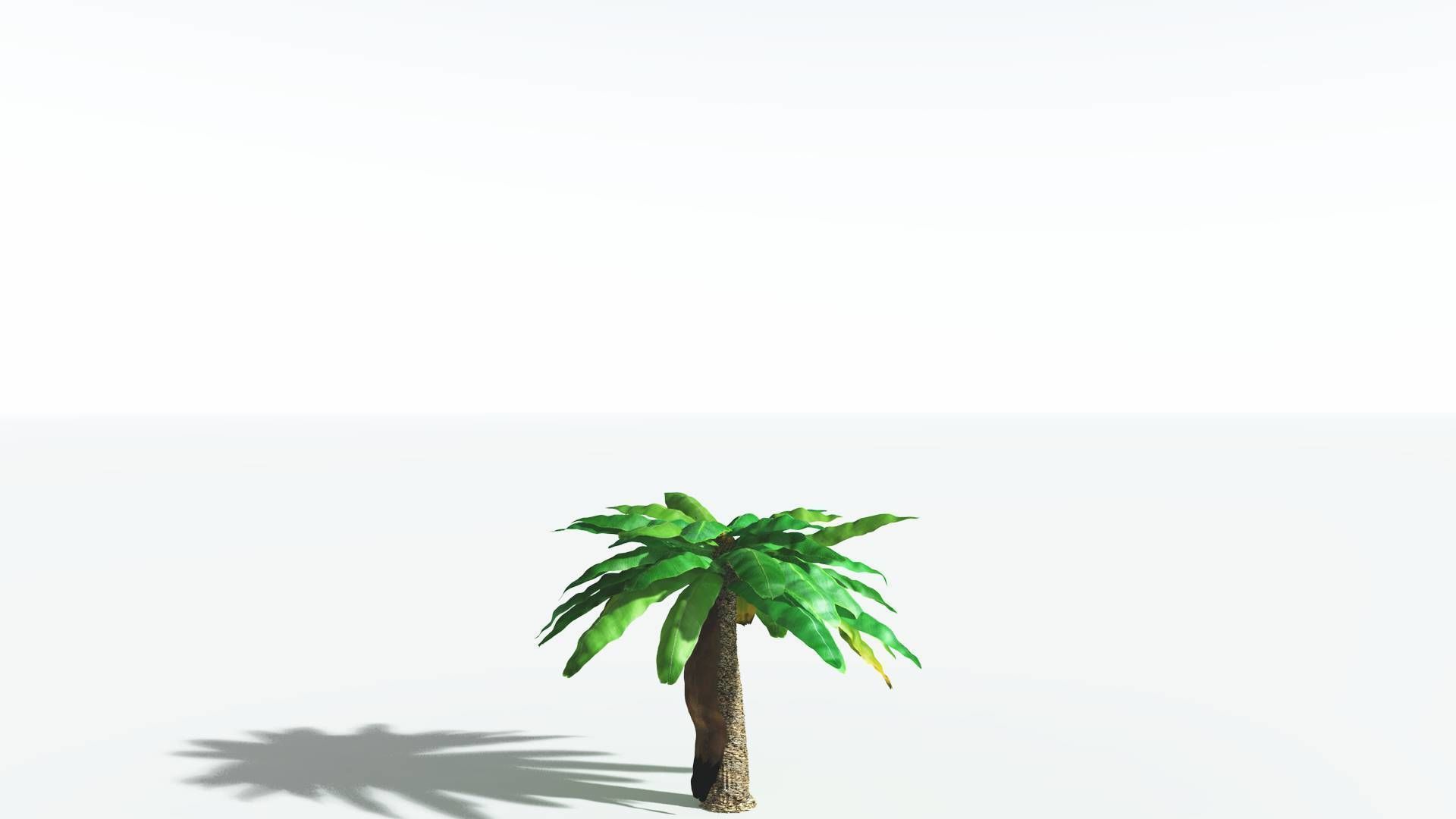 EVERYPlant Bjuvia Cycad 3 --12 Models-- 3D model_16