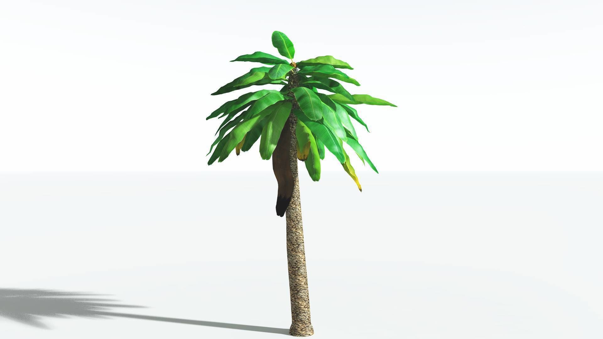 EVERYPlant Bjuvia Cycad 3 --12 Models-- 3D model_22