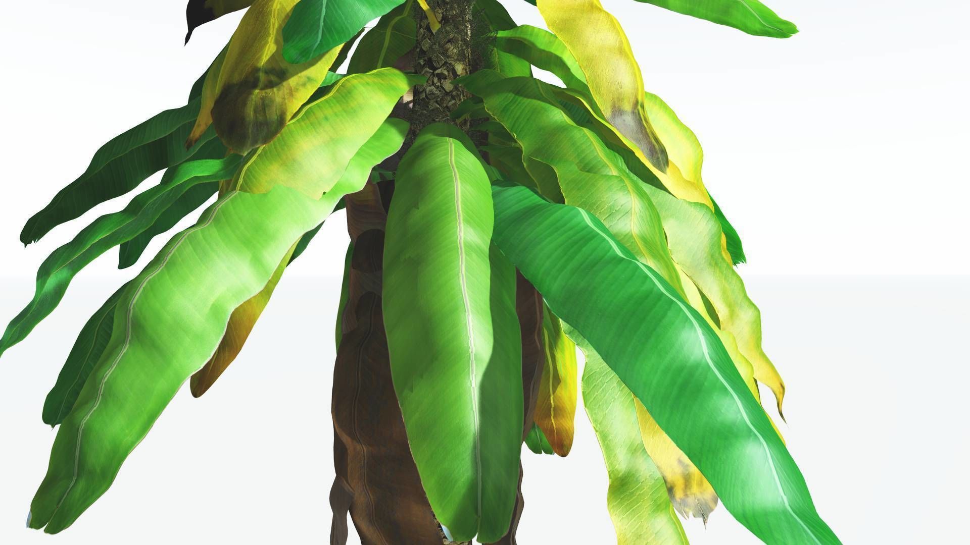 EVERYPlant Bjuvia Cycad 3 --12 Models-- 3D model_7