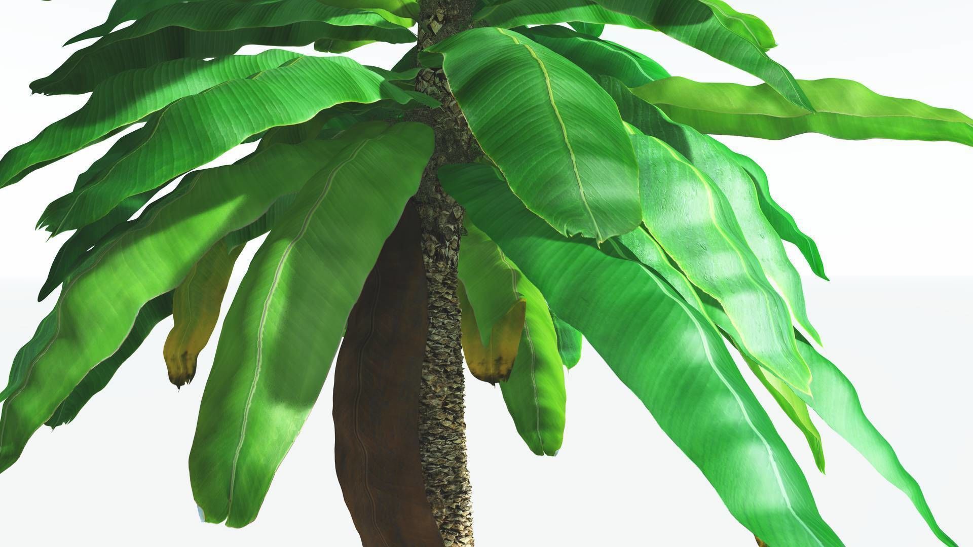 EVERYPlant Bjuvia Cycad 3 --12 Models-- 3D model_25