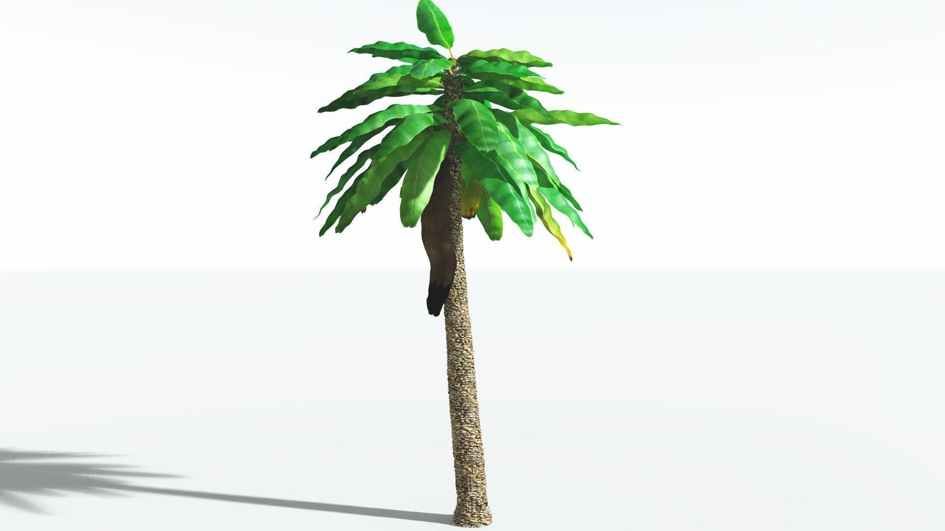 EVERYPlant Bjuvia Cycad 3 --12 Models-- 3D model_14